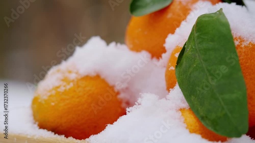 Winter orange tangerine mandarine in the winter snow, christmas new year mood, close up of fruits in snow park. 