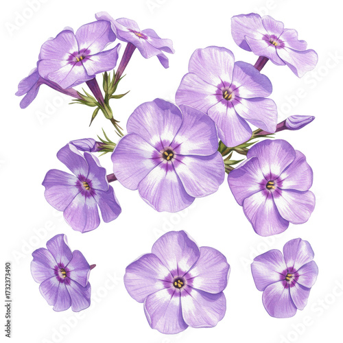 Watercolor illustration of delicate purple phlox flowers in full bloom isolated on white background