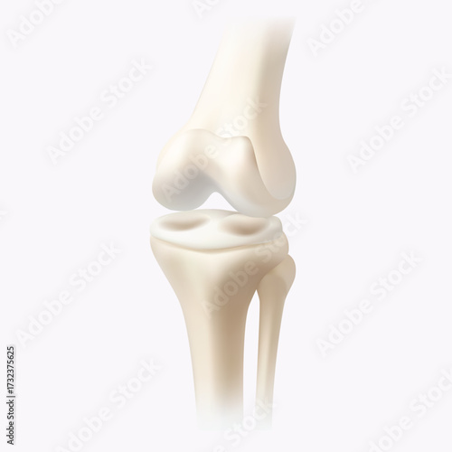 Human Knee Joint with Articular Cartilage 3D Medical Illustration
