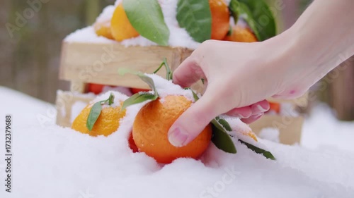 Winter orange tangerine mandarine in the winter snow, christmas new year mood, close up of fruits in snow park. 