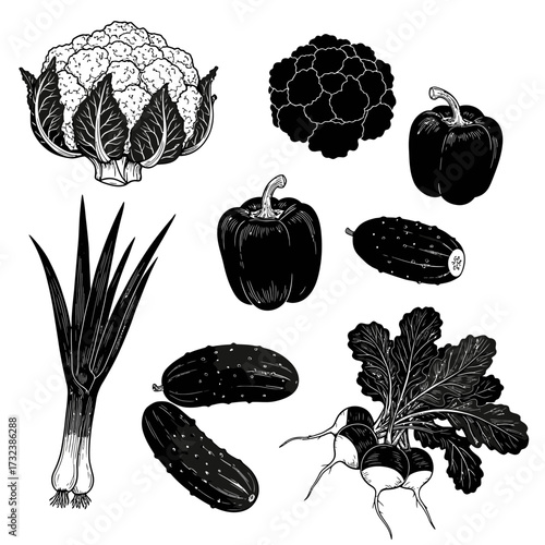 Collection of fresh vegetables illustration including cauliflower, cucumber, peppers, turnip and leek in black and white drawing style, concept for organic product design, healthy eating promotion