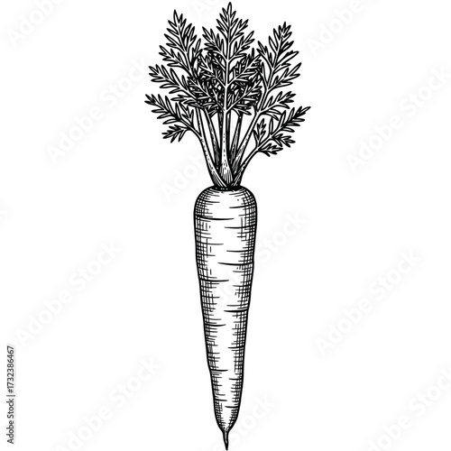 Hand drawn carrot with detailed leaf illustration, isolated on white background. Concept for culinary design, vegetarian cookbook, and agricultural marketing