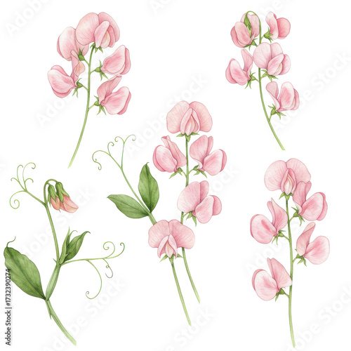 Watercolor sweet pea flowers with delicate pink petals and green tendrils isolated on white background