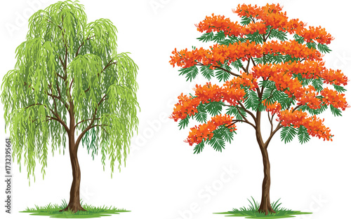 Vector illustration of willow tree with hanging leaves and orange flowering tree, detailed seasonal nature botanical landscape decorative artwork design