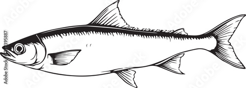 Anchovy Fish Hand-drawn Sketch Drawing Vector Illustration, Line Linear Symbol Engraving Coloring Book, Black and White Isolated