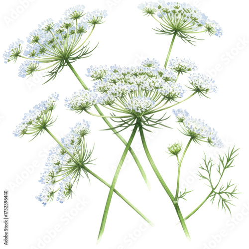 Watercolor queen anne's lace cluster with delicate white blooms and green stems isolated on white background