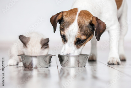 Cat and dog eating together from bowls indoors