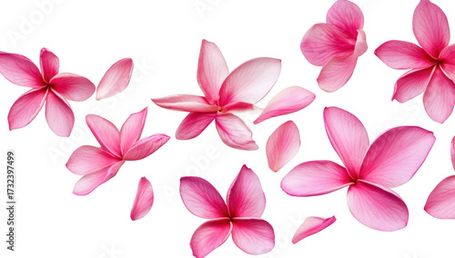 A beautiful arrangement of pink plumeria flowers scattered gracefully on a white background. their delicate petals and colors. ideal for floral design or nature-themed projects
