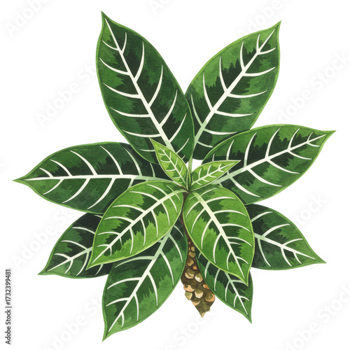 Watercolor zebrina plant with variegated leaves and textured stem detail isolated on white background
