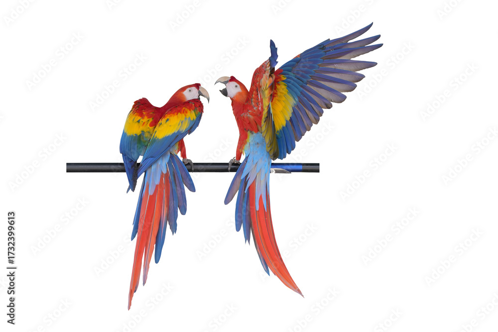 Fototapeta premium Scarlet Macaw parrot isolated on white background. This has clipping path.