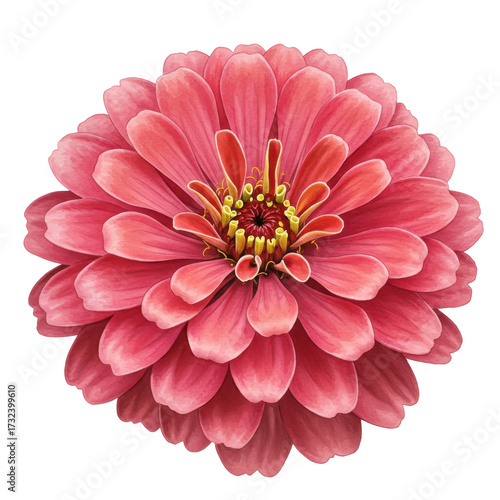 Vivid pink zinnia flower detailed botanical illustration isolated on white background