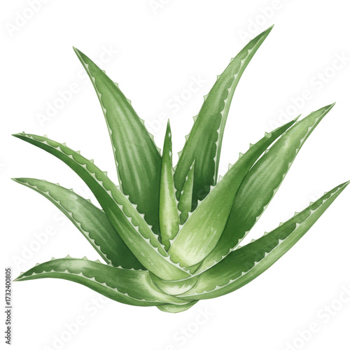 Vibrant watercolor aloe vera plant with detailed leaf structures isolated on white background