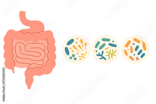 Gut microbiome and human intestine microbiota concept. Healthy probiotic bacteria, gut flora, and microorganisms banner. Vector illustration for biology, medicine, and digestion.