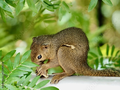Wallpaper Mural A detailed close-up of a brown squirrel sitting on a white surface, surrounded by lush green foliage. The squirrel is captured mid-snack, holding a piece of food delicately in its front paws. Torontodigital.ca