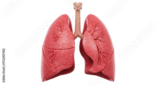 Obraz na płótnie Human lungs isolated on transparent background, detailed anatomical model for me
