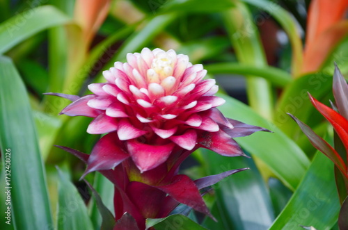 Guzmania Lingulata flower. Beautiful bright flower.