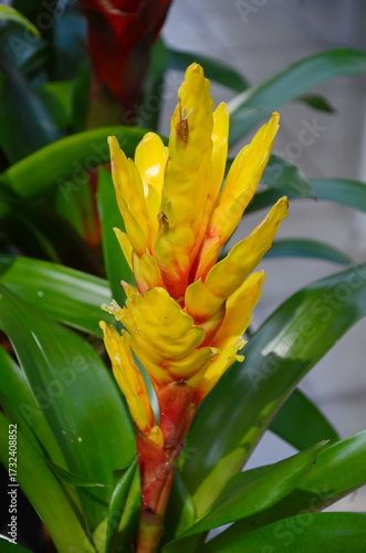 Guzmania Lingulata flower. Beautiful bright flower.