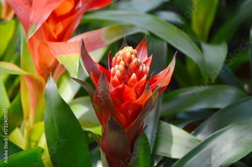 Guzmania Lingulata flower. Beautiful bright flower.