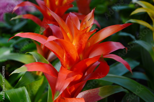 Guzmania Lingulata flower. Beautiful bright flower.