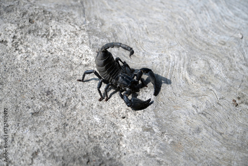 Photography A close-up, low-angle shot of a black scorpion with its stinger raised, crawling across a rough concrete surface in a powerful and intimidating stance