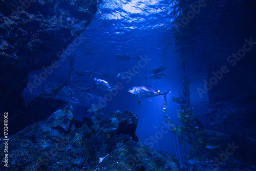 A soft beam of light pierces through the darkness, illuminating the silent, mysterious depths of the ocean.