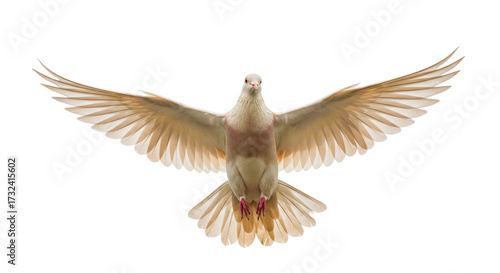 Dove with open wings PNG isolated on transparent background, symbol of peace and freedom for graphic design and religious themes