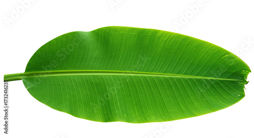 Single vibrant green banana leaf with prominent veins isolated on white.