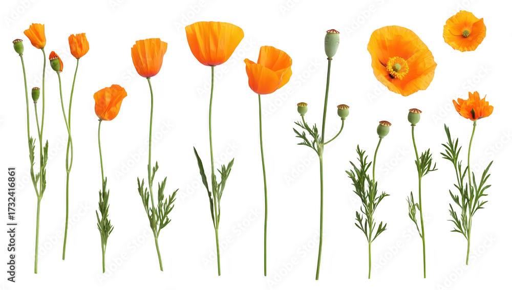 Fototapeta premium A arrangement of orange poppy flowers in various stages of bloom. their delicate petals and green stems against a clean white background. ideal for floral design or nature-themed projects