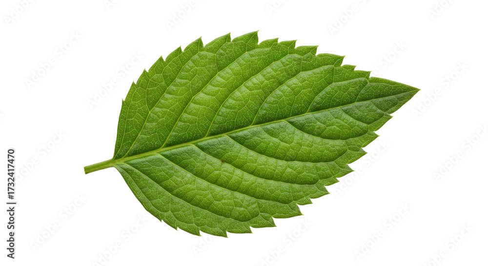 Fototapeta premium Single Vibrant Green Leaf with Serrated Edges Isolated on White Background.