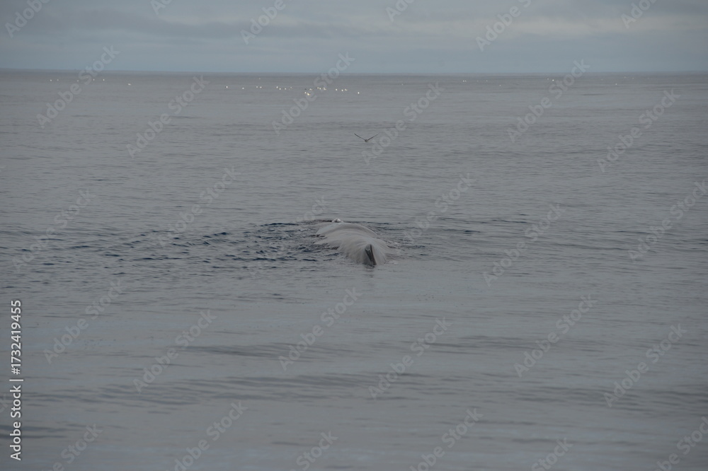 Fototapeta premium sea collection