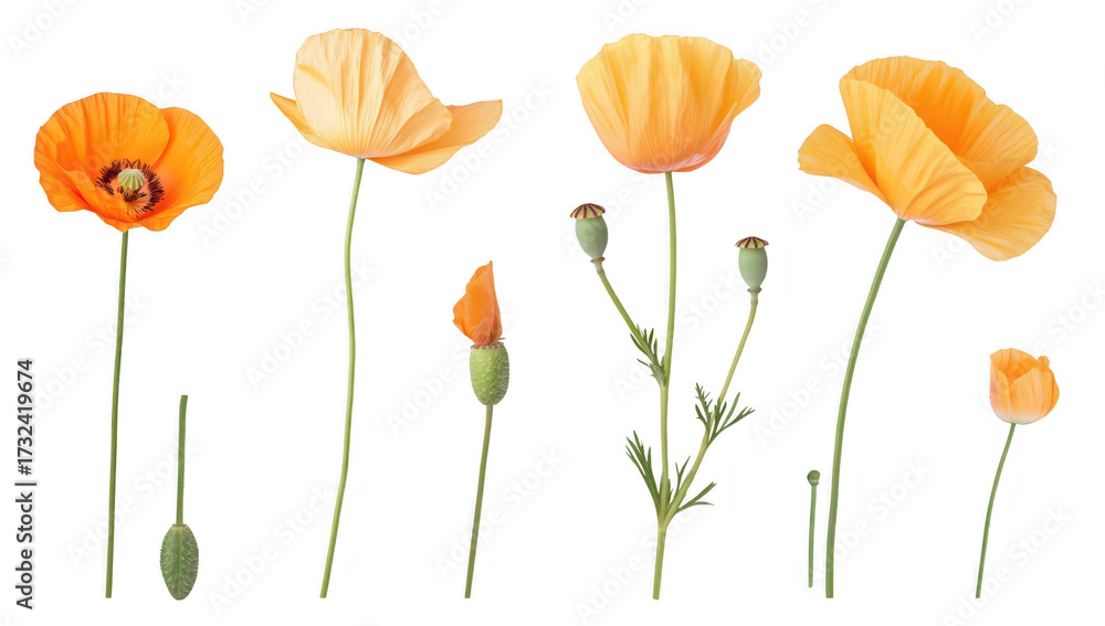 Fototapeta premium A collection of orange poppy flowers in various stages of bloom. set against a clean white background. ideal for nature-themed designs and floral arrangements