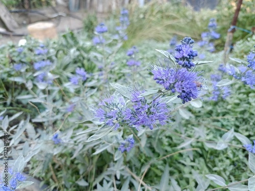 a bright plant with autumn flowering - Caryopteris