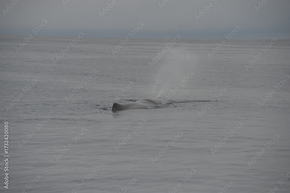 Fototapeta premium sea collection