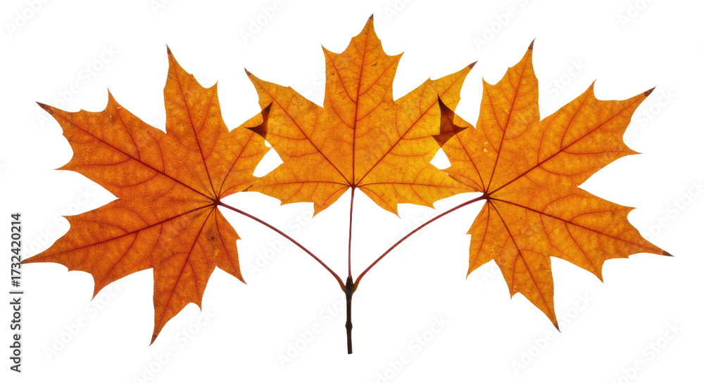 Fototapeta premium Three vibrant orange maple leaves in autumn season.