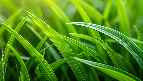 Close-up of fresh green grass blades, vibrant and healthy texture, natural lighting