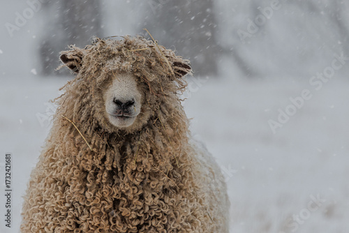 Lone Sheep