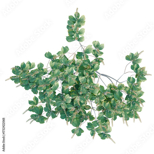 Aesculus parviflora tree plan, top view, PNG cutout, transparent background, isolate Elegant top-down view of a green foliage tree perfect for architectural renderings and landscape designs now