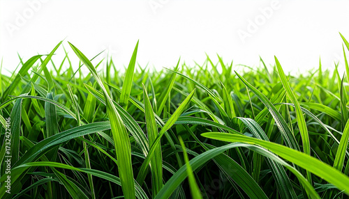 Close-up of fresh green grass blades, vibrant and healthy texture, natural lighting