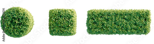 Ficus microcarpa golden leaves tree plan, top view, PNG cutout, transparent background, isolate Perfectly manicured topiary set in geometric shapes ready for your garden or landscape design project