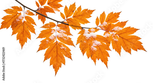 Vibrant autumn leaves adorned with delicate frost on a tree branch signaling the transition of seasons.