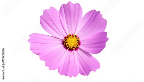 Single vibrant pink flower