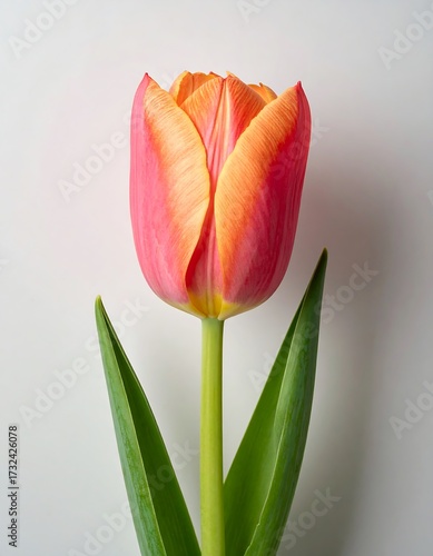 Single vibrant tulip