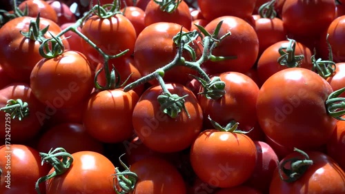 Freshly picked red tomatoes lying in a box. Bountiful harvest of red tomato.
