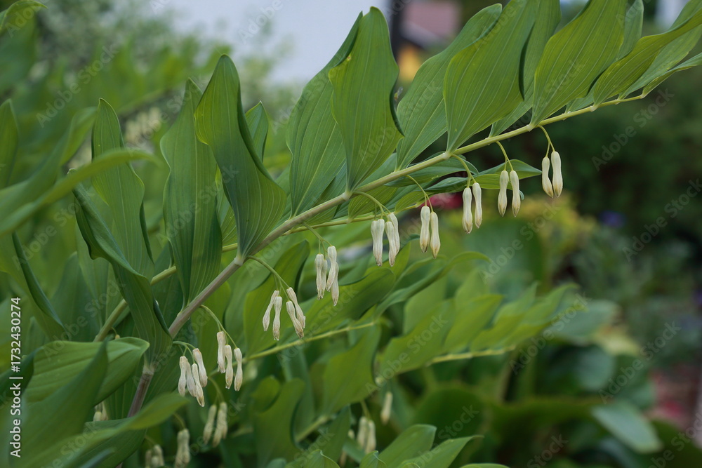 Fototapeta premium Polygonatum odoratum flowering shoots with green foliage