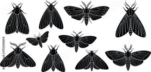Black and white moth illustration set, insect vector drawings, entomology clipart, bug collection, nature artwork, detailed moth silhouette designs