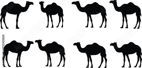 Camel silhouettes, Bactrian camels, desert animals, wildlife illustration, two hump camels, group formation, vector art, stock design, pattern recognition puzzle