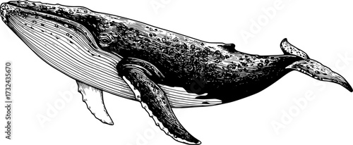 Line drawing of a majestic humpback whale with intricate details. Vector illustration
