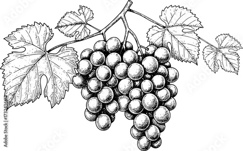 Detailed black and white sketch of grape cluster with leaves, botanical illustration. Vector illustration
