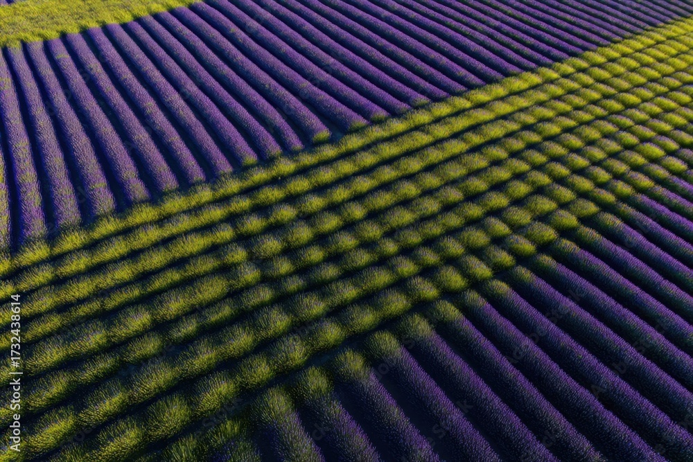 Fototapeta premium Lavender fields with striped patterns under sunlight