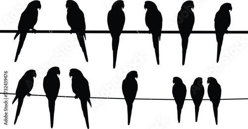 Parrot silhouette, cartoon parrot illustration, tropical bird vector, perched parrot design, rainforest animal artwork, exotic wildlife drawing, flock character